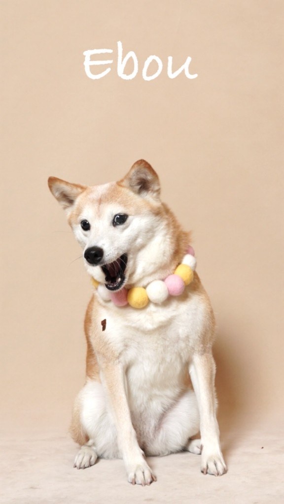 Pet photo
