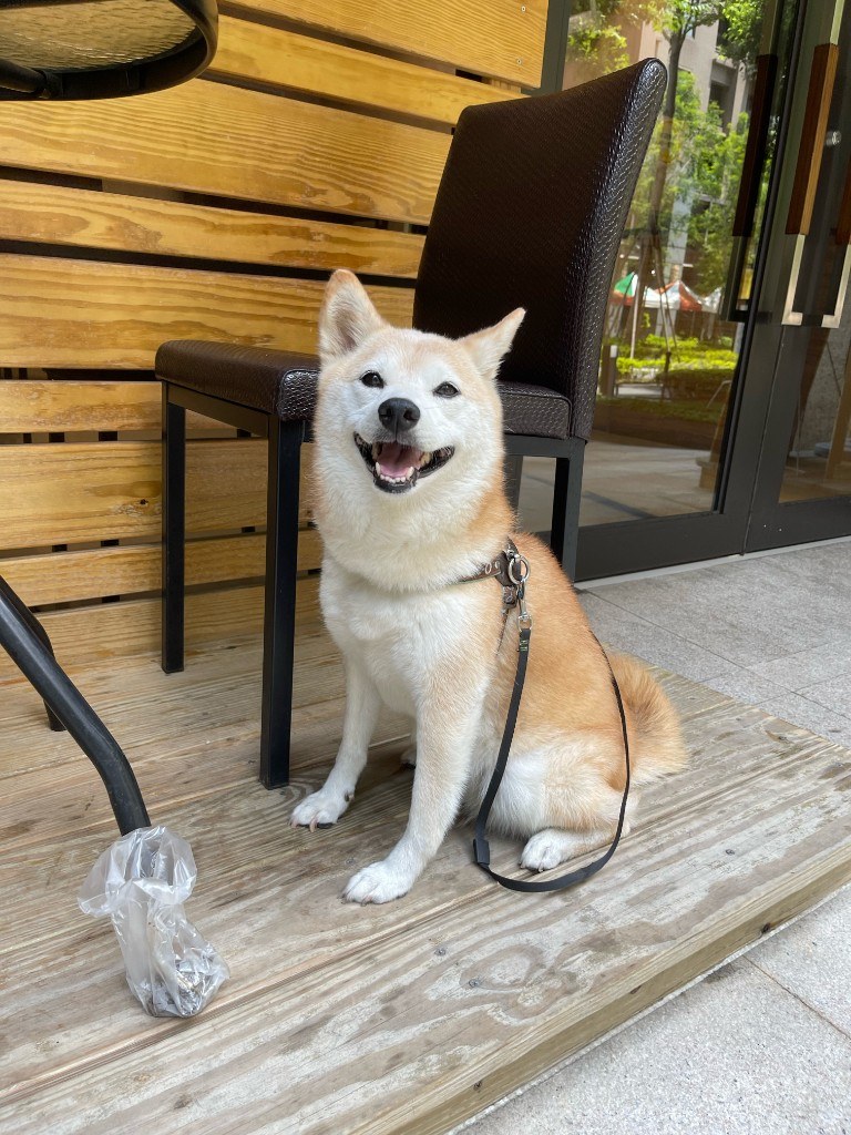 Pet photo