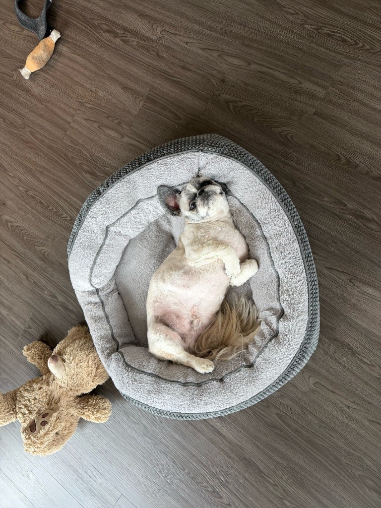 Pet photo