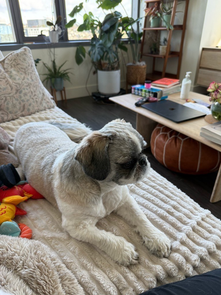 Pet photo