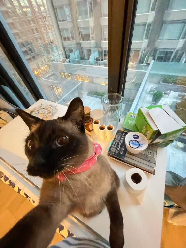 Pet photo
