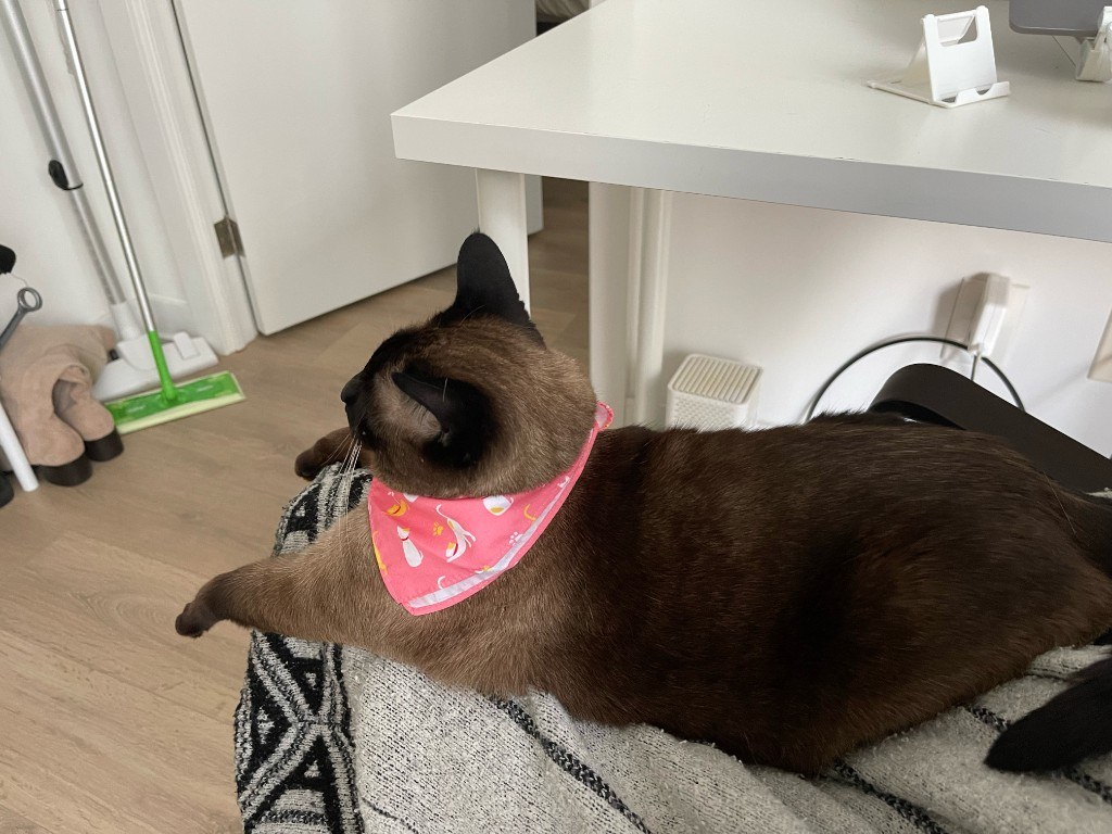 Pet photo
