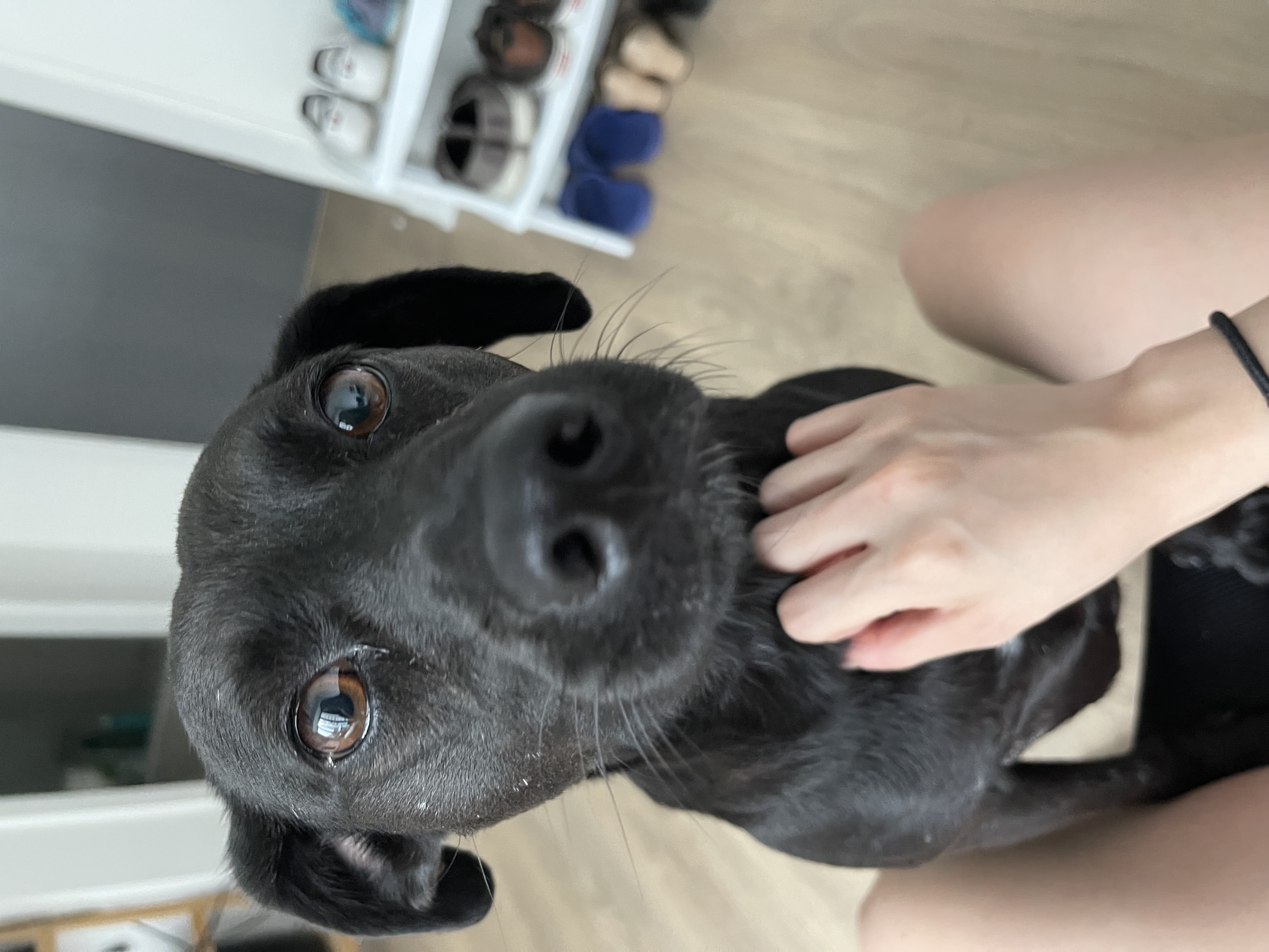 Pet photo