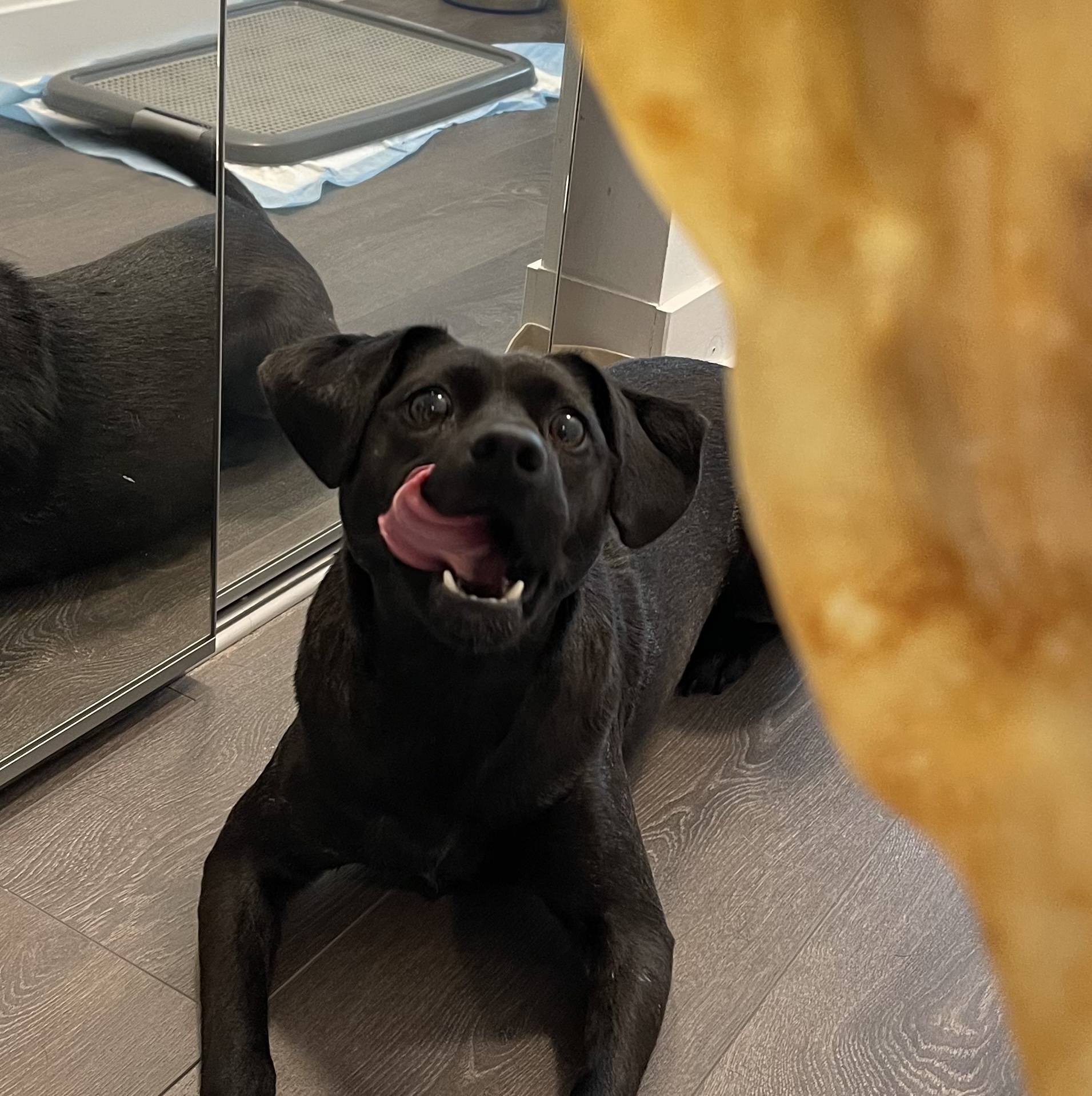 Pet photo