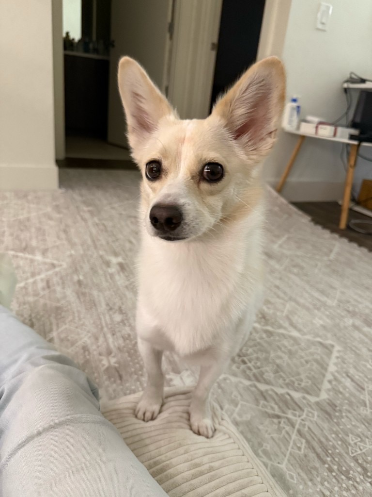 Pet photo