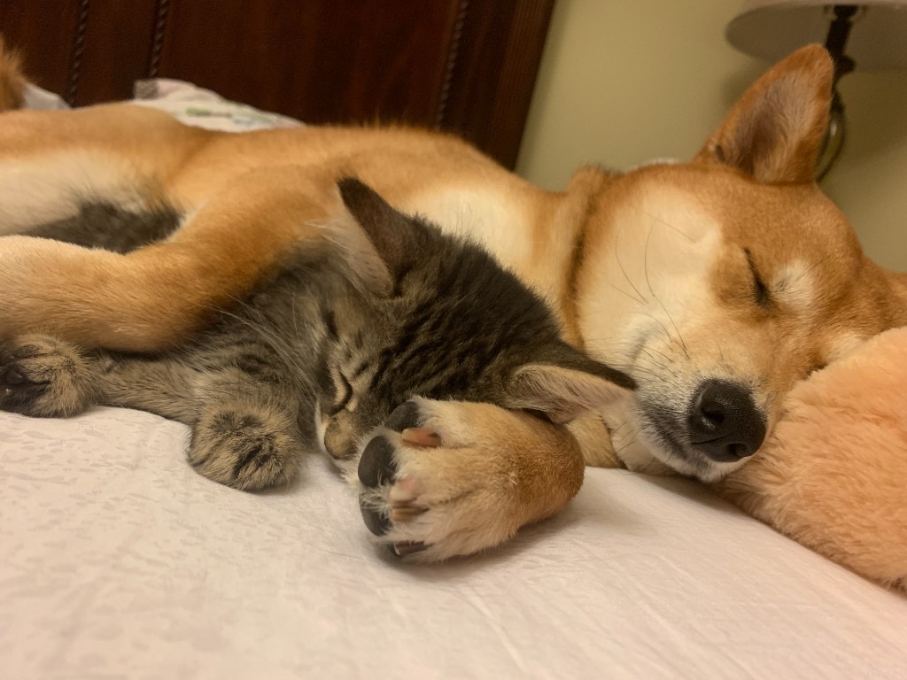 Pet photo