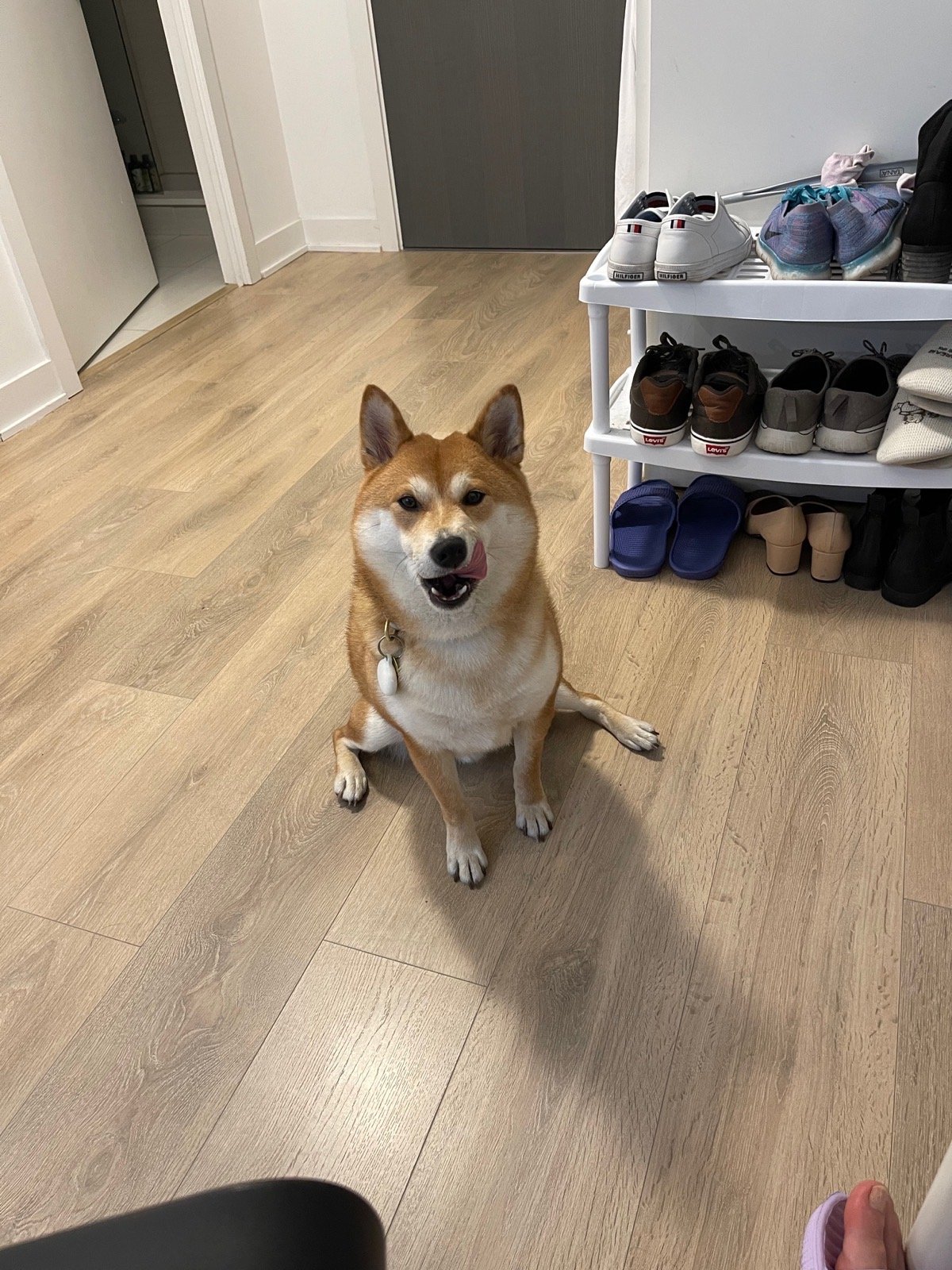 Pet photo