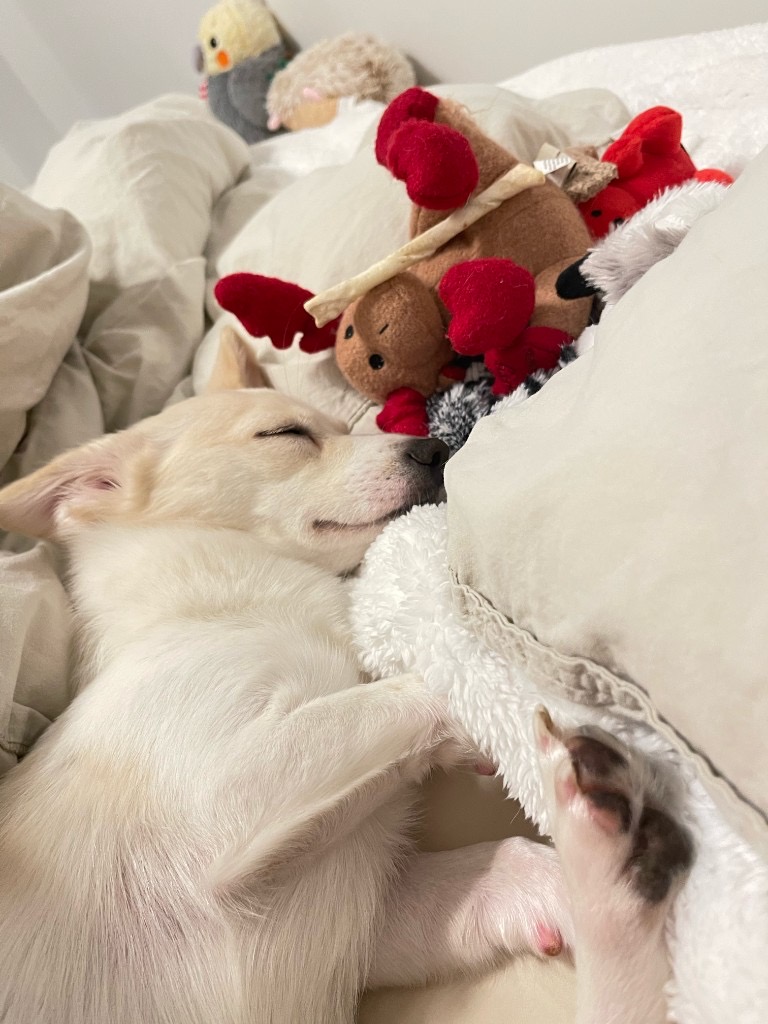 Pet photo