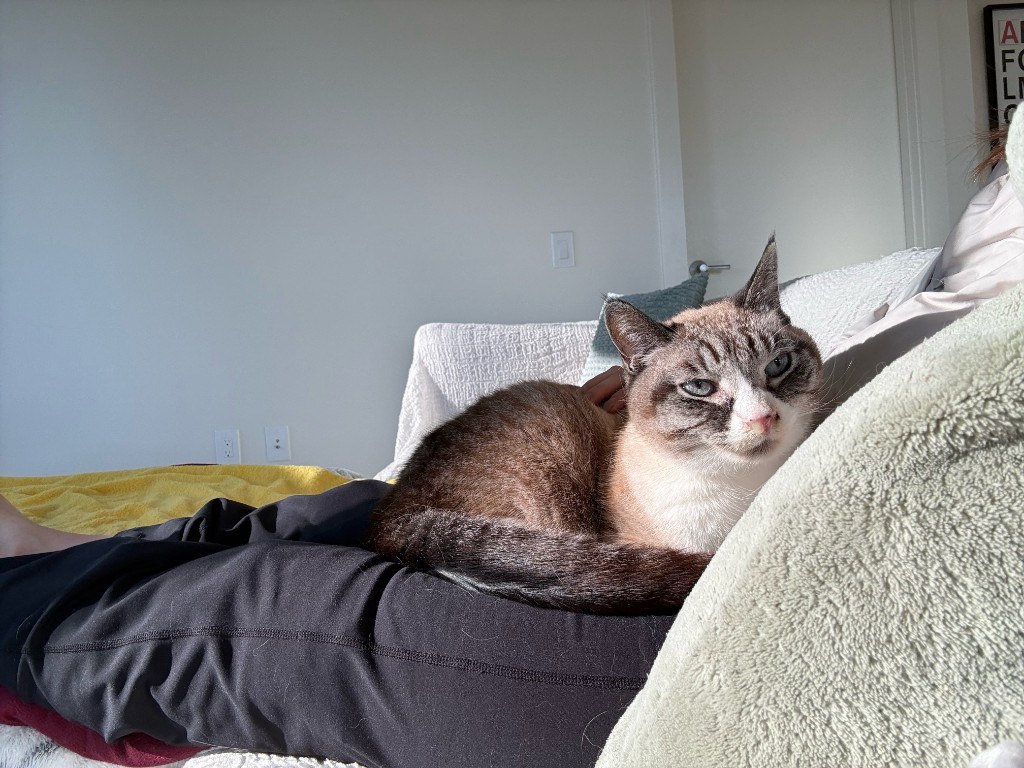 Pet photo