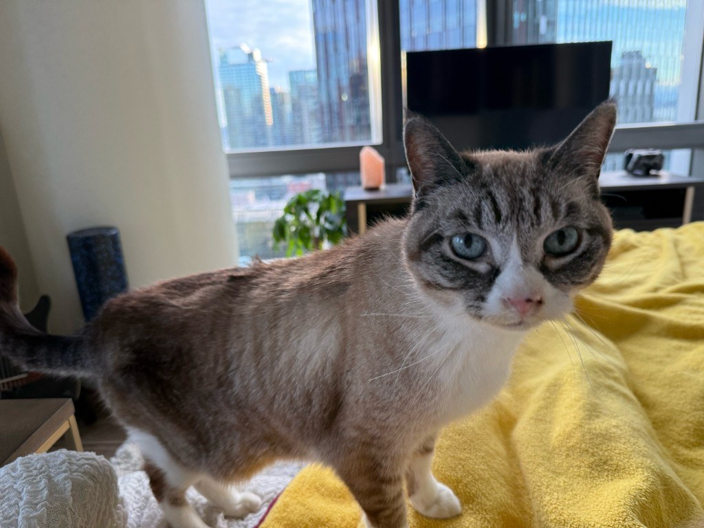 Pet photo